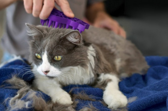 猫猫掉毛很厉害怎么回事