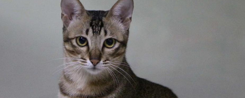 猫咪长跳蚤怎么办