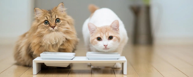 猫咪换粮拉稀怎么办