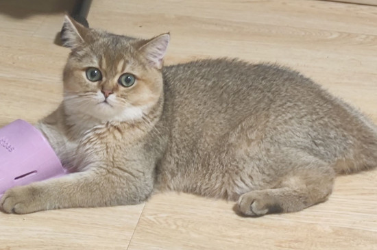 猫能喝石榴汁吗