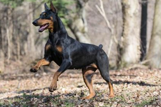 杜宾犬可以家养吗