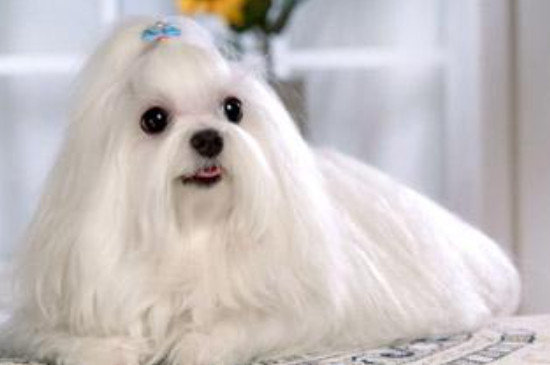 马尔济斯犬为什么不用遛