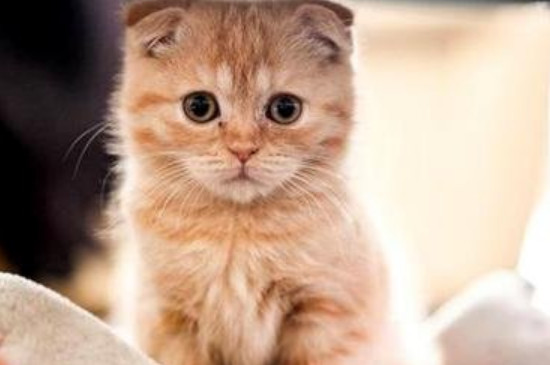 猫咪软便怎么办会自愈吗