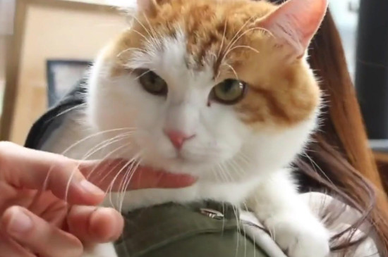 养流浪猫需要准备什么
