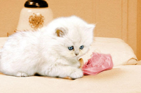 小猫身上有猫藓怎么办