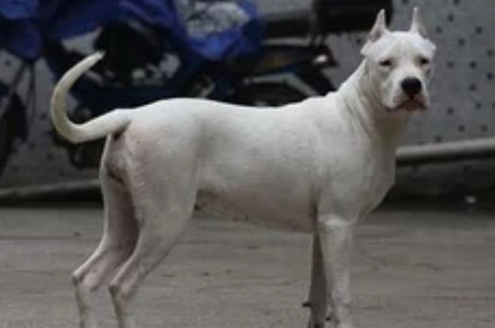 杜高犬几岁开始变凶