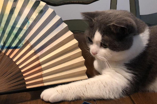 芍药猫可以接触吗