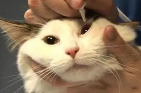 猫咪流泪的原因