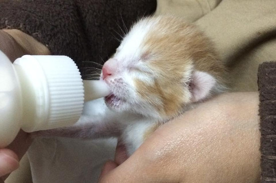 小猫不张嘴不吃奶咋办