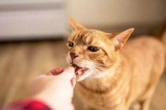 小猫几个月开始驱虫
