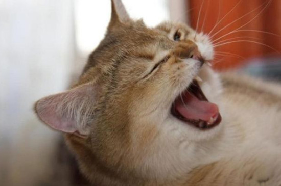 猫老是打喷嚏是怎么回事