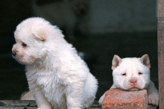 下司犬怎么喂养 2个月