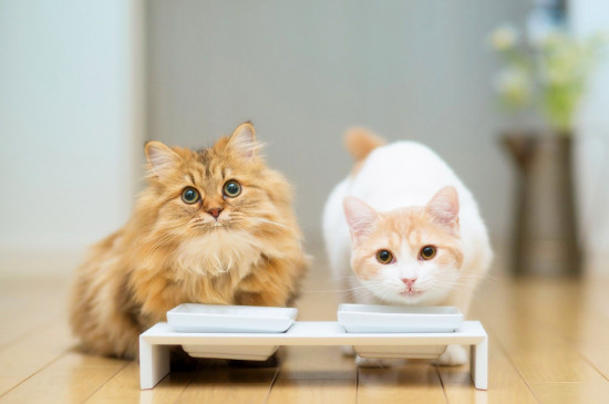 猫咪拉稀怎么治
