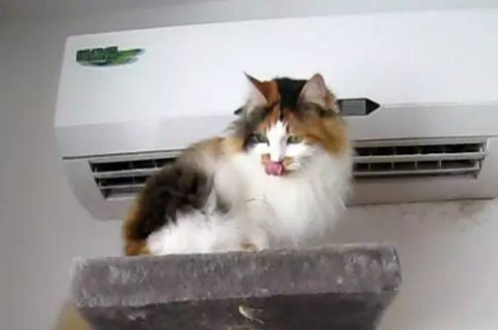 猫咪拉不出粑粑怎么办