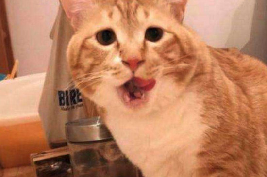换猫粮拉稀怎么办