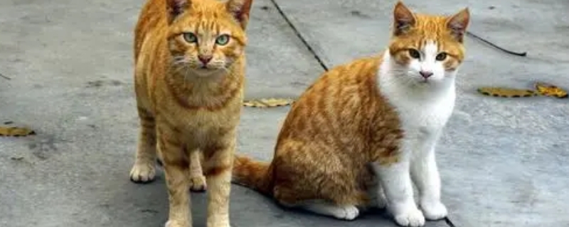 猫咪指甲为什么一剪就裂开