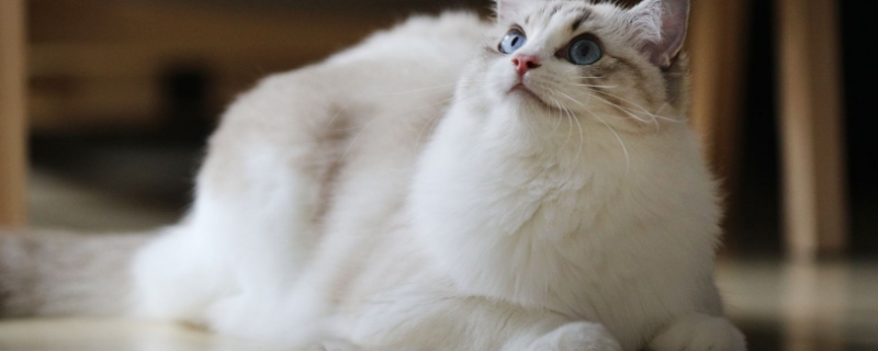 猫会自己回家么