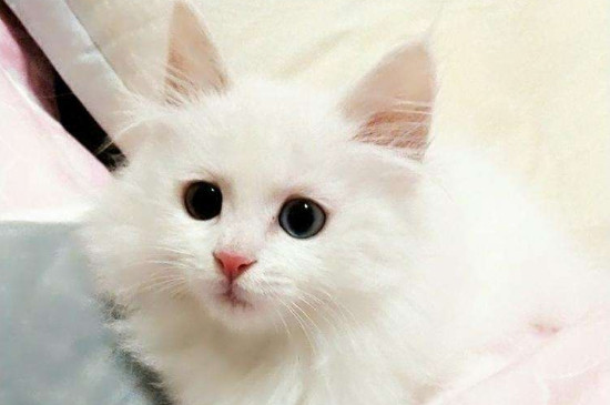 猫咪多久打一次疫苗