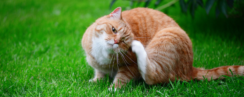 猫有寄生虫症状