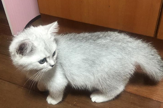 猫打滚翻肚子什么意思
