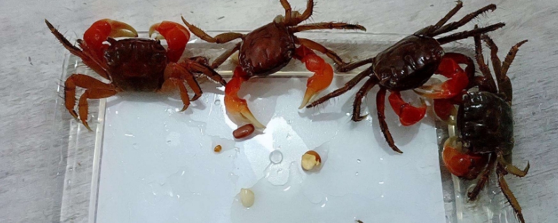 豹点蟹可以深水养吗
