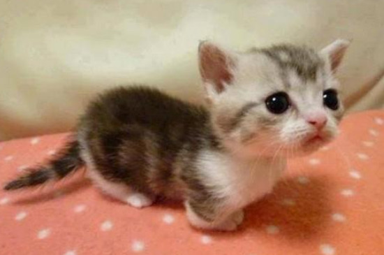 大猫咬小猫是玩耍还是真咬