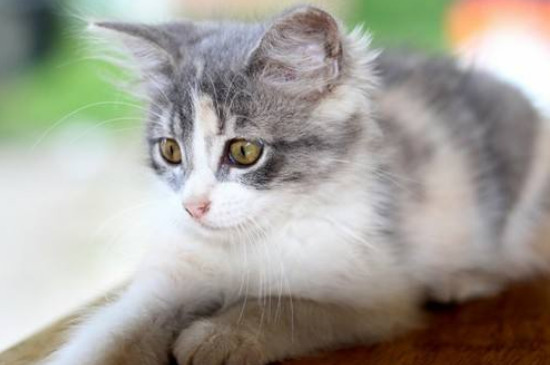 猫为什么会咬人