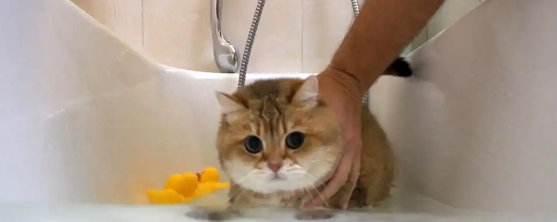 猫藓可以洗澡吗