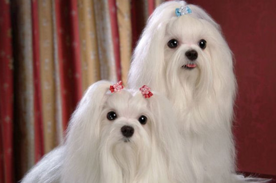 马尔济斯犬吃什么