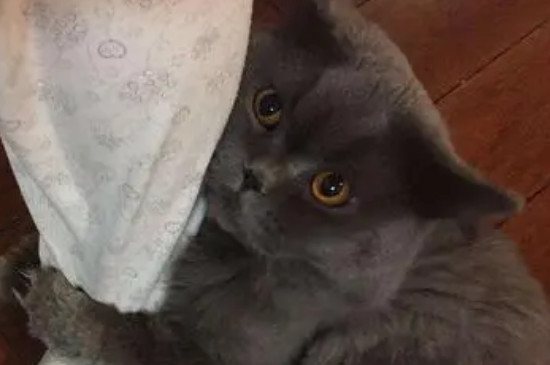 猫咪蹭手是什么意思