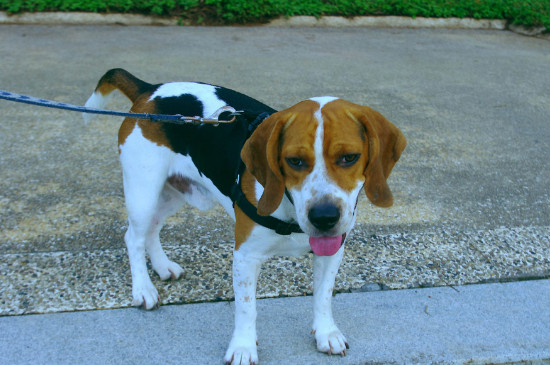 腊肠犬能吃人饭吗