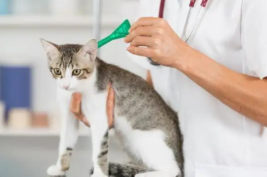 猫咪有寄生虫的表现