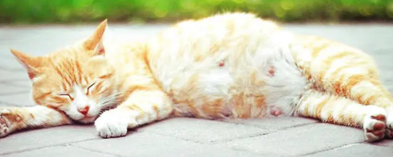 猫咪流产怎么判断流干净了