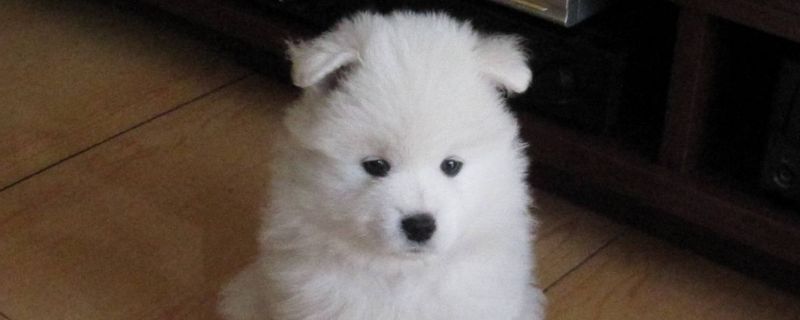 幼犬怎么看性格