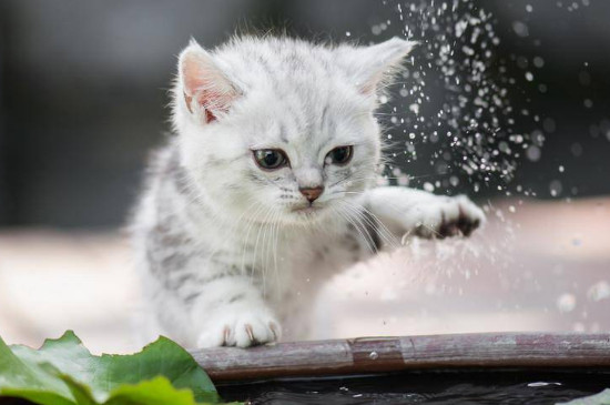 怎样判断猫咪的年龄