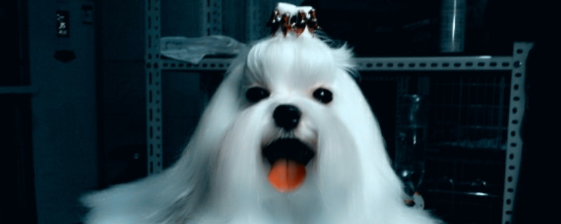 马尔济斯犬几岁 剪毛