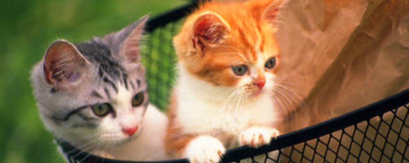 猫妈妈和小猫能一直养吗
