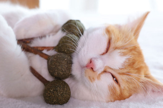 猫咪需要磨牙吗
