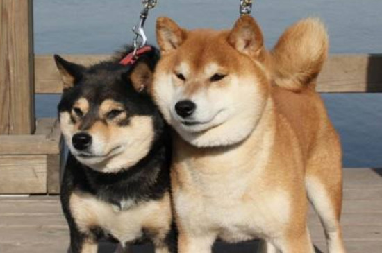 秋田犬认识主人的表现