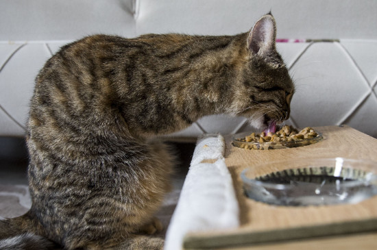 猫吃了驱虫药虫子会爬出来吗