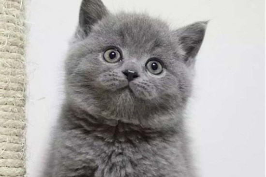 小奶猫拉稀了怎么办