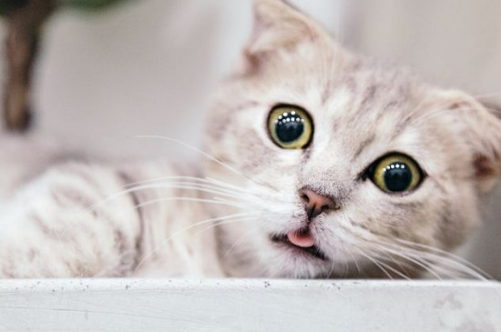 猫嗓子哑了是什么造成的