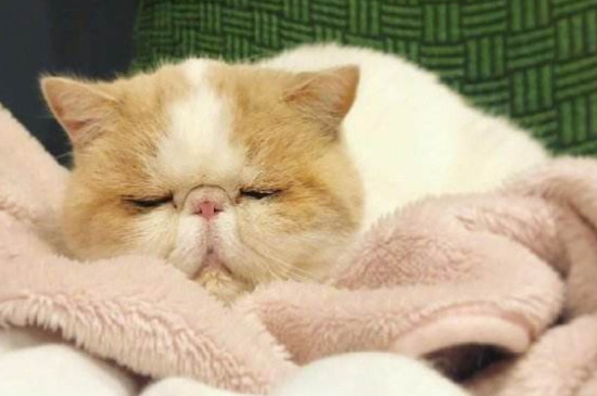 猫种马尾病能自愈吗