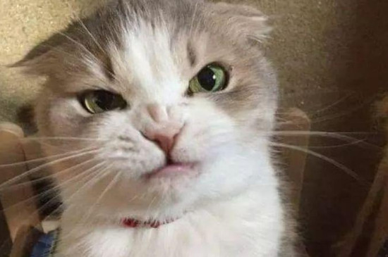 猫咪生气了怎么哄