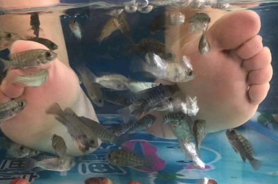 鱼疗的鱼为什么要咬脚