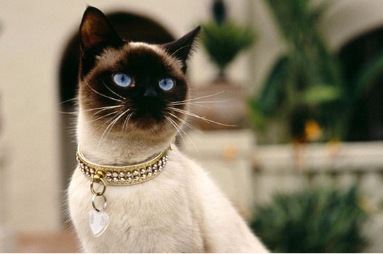 巴厘猫为什么不能养