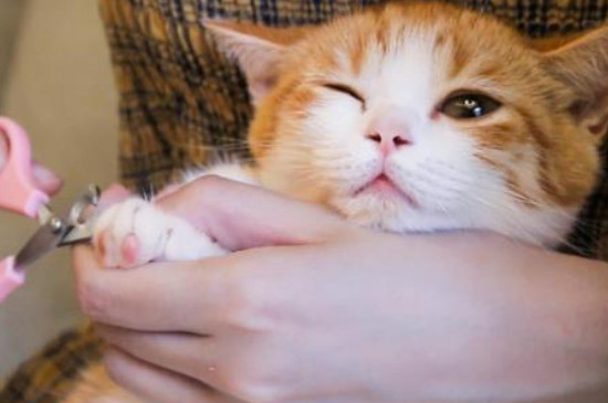 猫不让剪指甲还咬人怎么办
