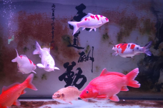鲤鱼甩籽在晚上还是早上