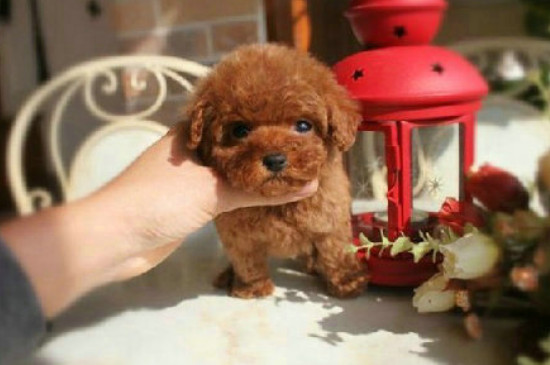 茶杯犬能吃鸡蛋黄吗