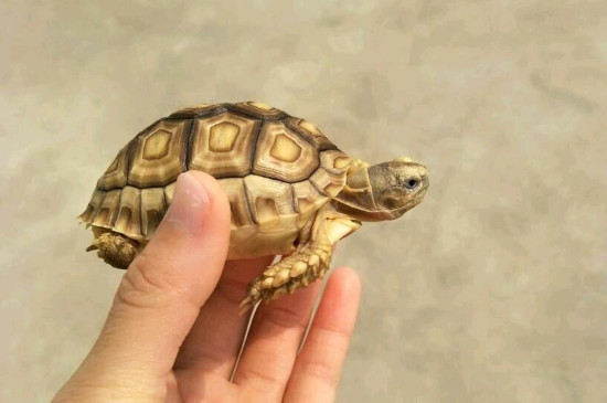 小乌龟吃什么食物?几天吃一次?